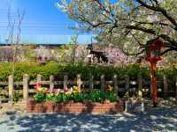 京都　京都散策旅　六孫王神社の桜に感動❗️