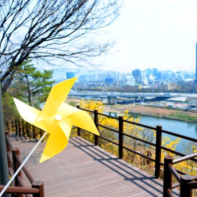 개나리 피어나는 응봉산의 봄🌼