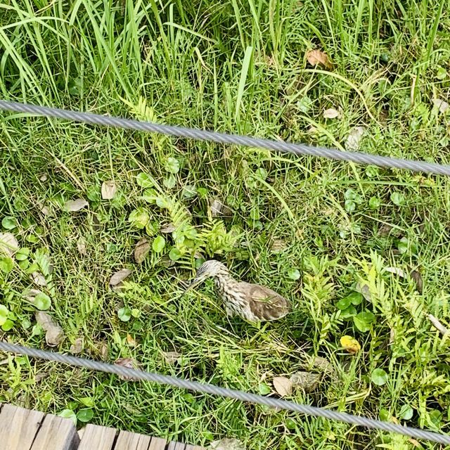 濕地公園 濕地公園