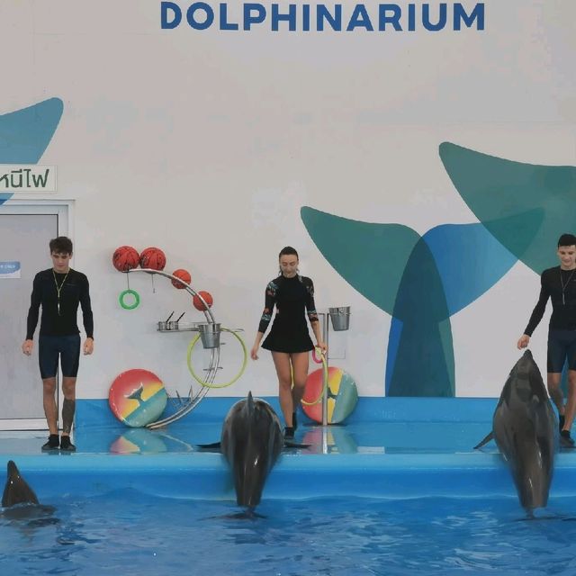 Dolfinarium Pattaya

