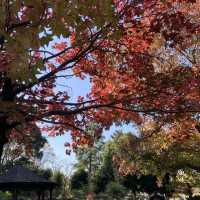 紅葉を見ることができる巨大な公園です