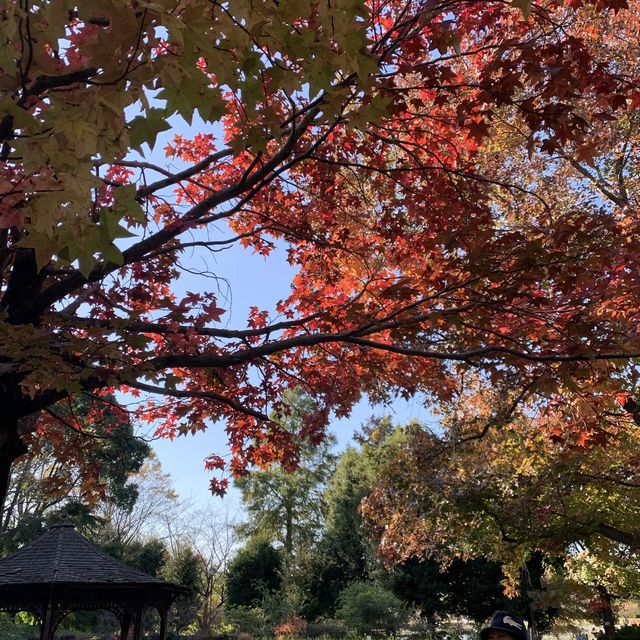 紅葉を見ることができる巨大な公園です