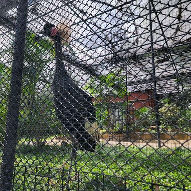 公園特色，歴史