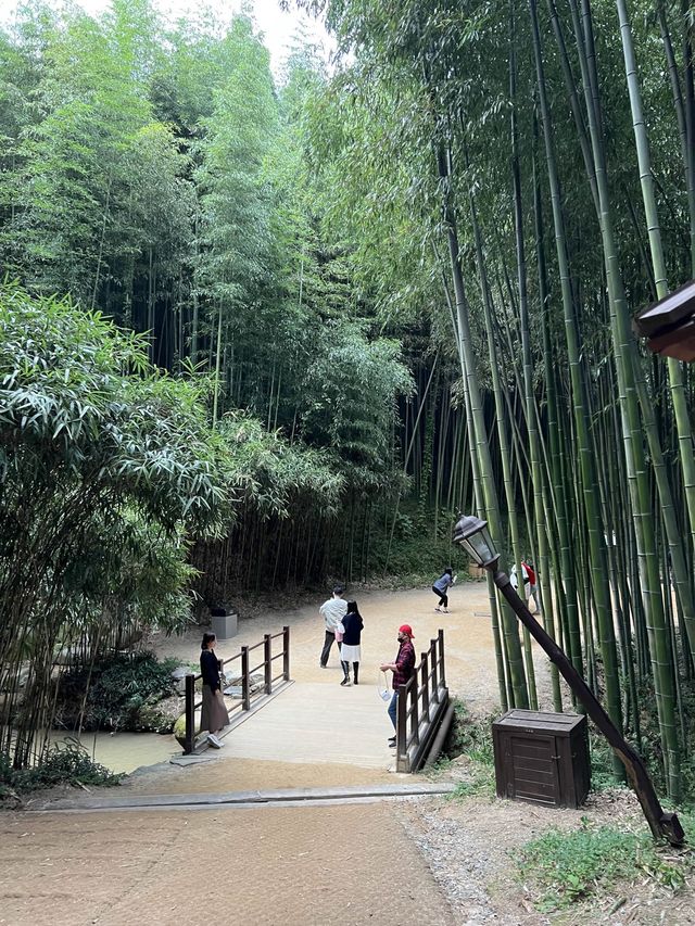 Amazing trip to bamboo forest in autumn