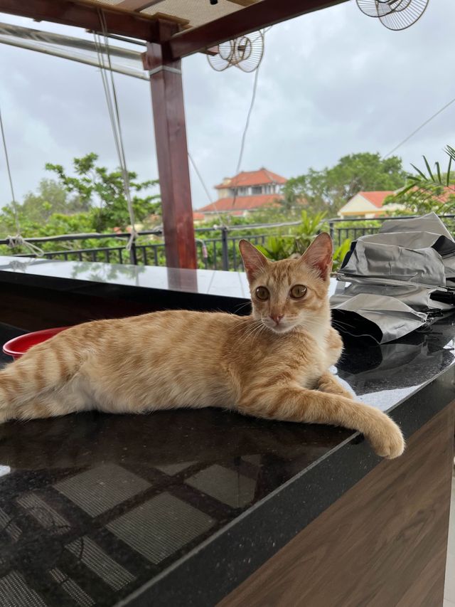 Hostel in Hoi An🏮🏨❣️ 【Snap Stay】