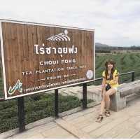 ไร่ชาฉุยฟง เชียงราย