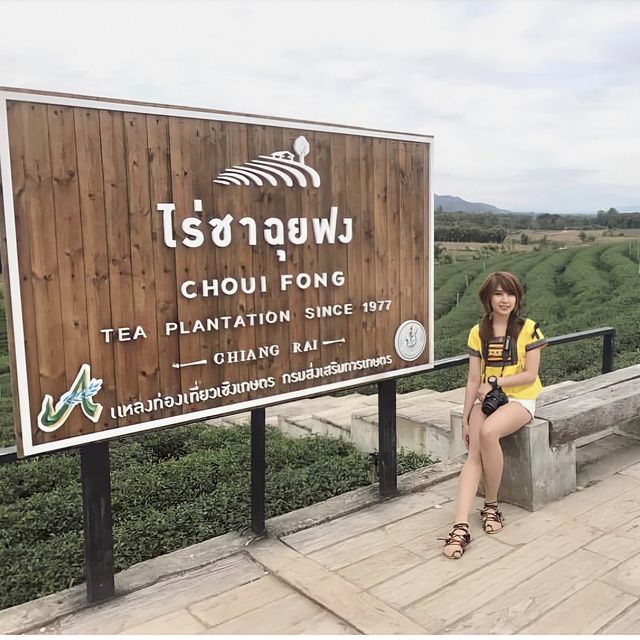 ไร่ชาฉุยฟง เชียงราย