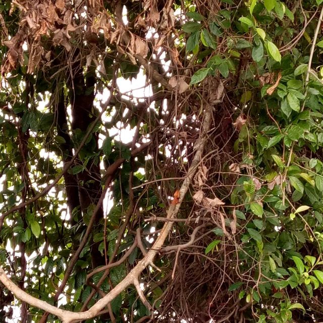 MacRitchie Reservoir