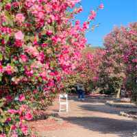 제주도는 아직도 동백가득🌺