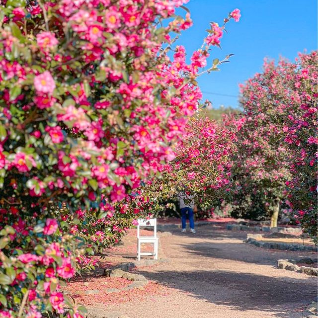 제주도는 아직도 동백가득🌺
