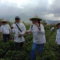 Strawberry Barn Malang