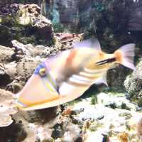 美麗海水族館