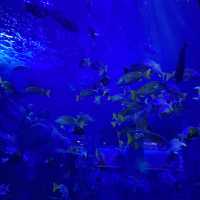 三重県•鳥羽水族館