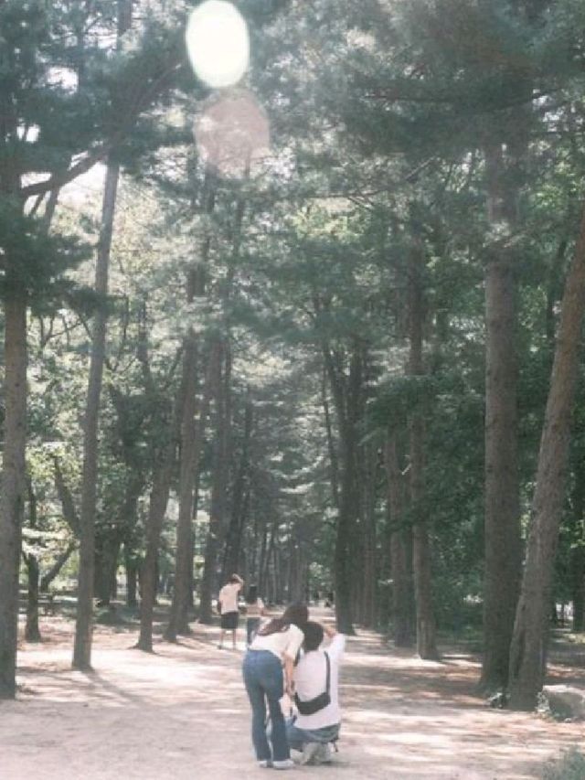 언제가도 이쁜 곳 ~ 나무가 쭉 뻣은 곳 - 춘천 남이섬