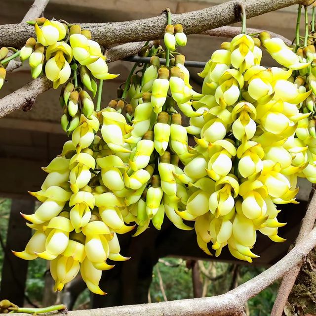 去華南植物園賞禾雀花，郊遊、露營、野餐⋯⋯