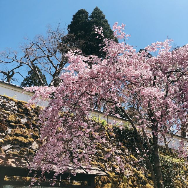 일본 벚꽃놀이 시즌의 추억 가득한 교토🌸