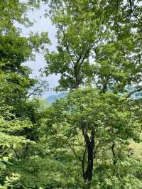 서울대공원 산림욕장 청계산 등산🙌