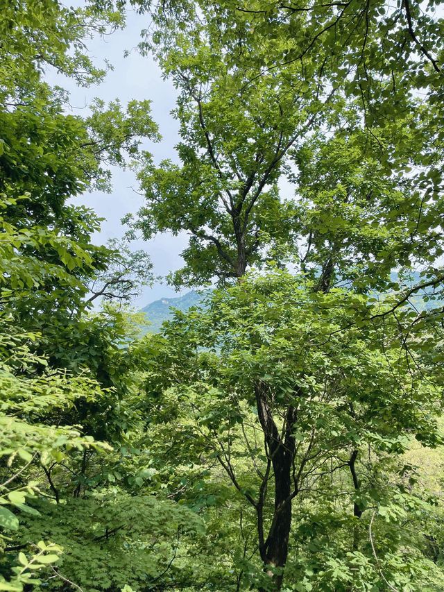 서울대공원 산림욕장 청계산 등산🙌