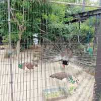 大迫力！４頭のゾウが暮らす京都市動物園