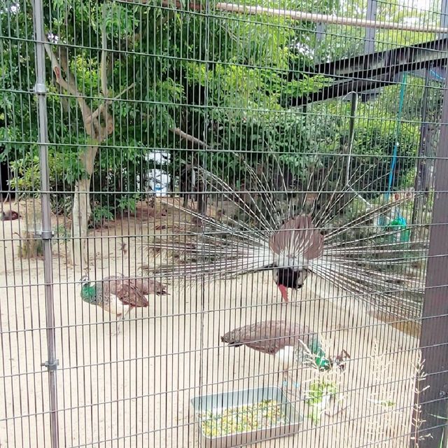 大迫力！４頭のゾウが暮らす京都市動物園