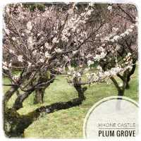 Hikone Castle Plum Grove
