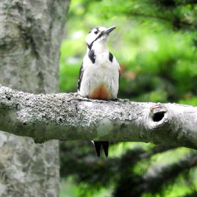 利尻　森林公園と利尻山のエゾカンゾウ
