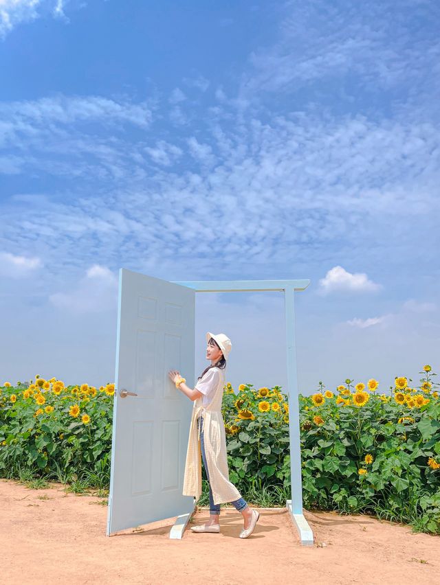 가장먼저 만나본 팜랜드의 해바라기🌻