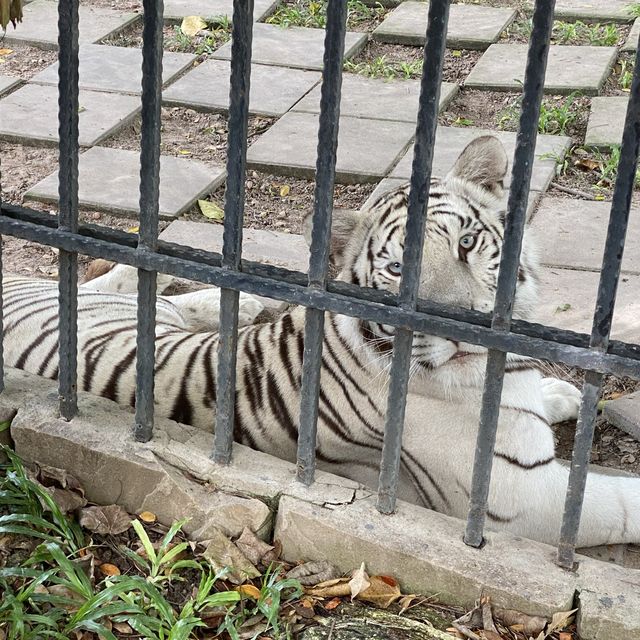 Hua Hin Safari Adventure Park