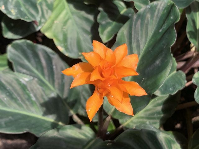 本地遊 | 坐港鐵遊香港 | 金鐘站 | 香港公園｜鬧市賞花好去處
