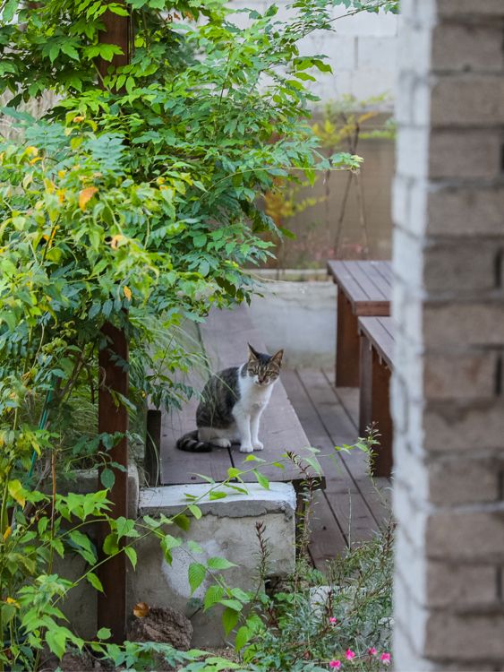 안동에서 볼 수 있는 팜파스 카페🍃