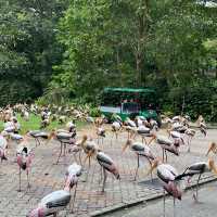 Zoo Negara With Kids