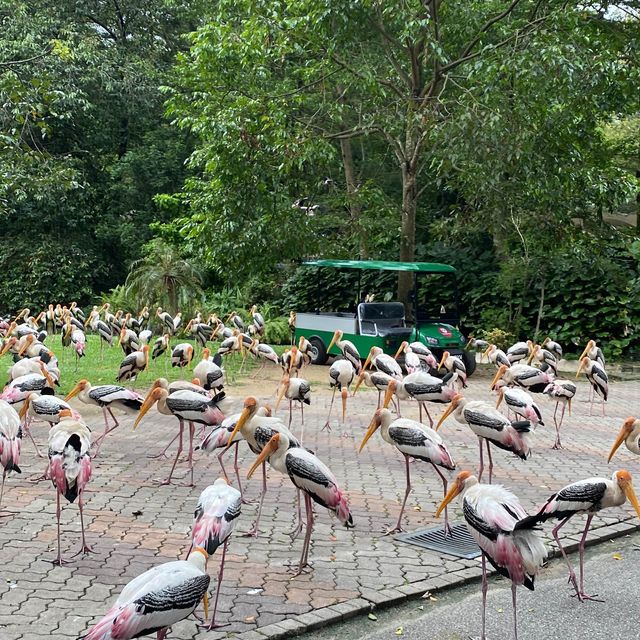 Zoo Negara With Kids