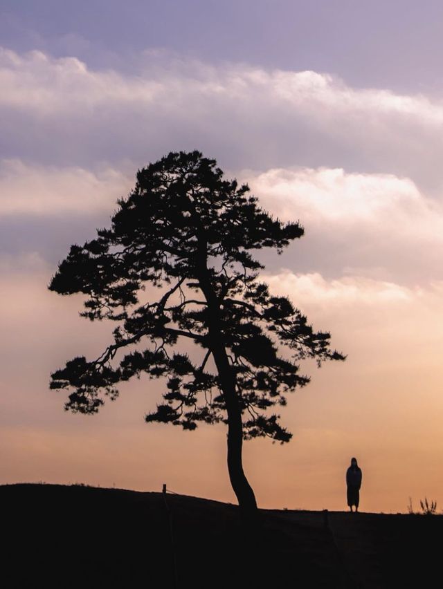 🌹라비앙로즈 노을명소 ; 청주 정북동 토성 나홀로 나무  