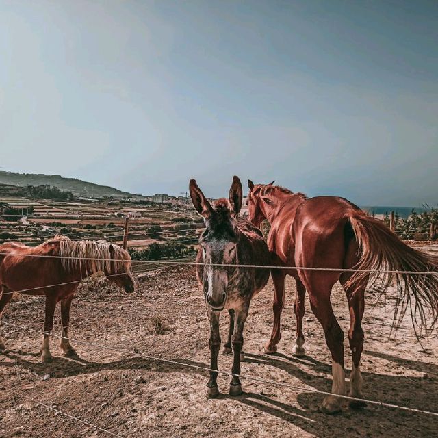 Gozo island