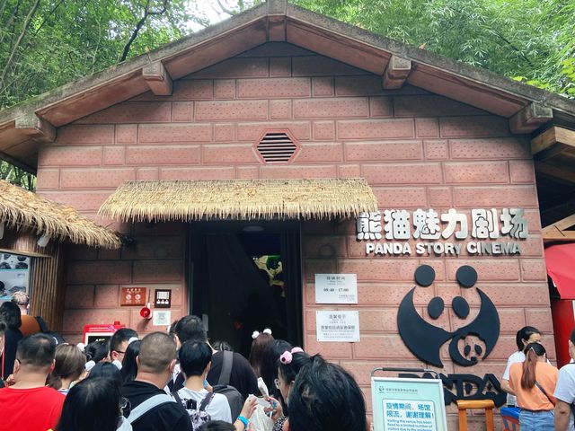 Chengdu + Pandas 🐼