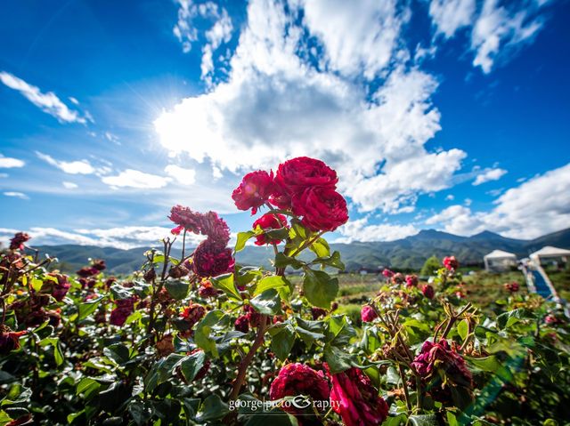 Lashihai Flower Garden@Lijiang, Yunnan