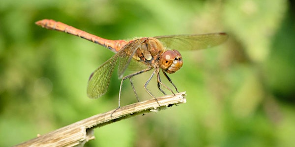 Family constellations for the curious | Maidenhead URC Church
