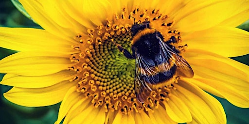MAGIC OF BEES - Rituals Workshop | The Wild Bee Company
