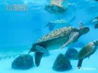 回顧沖繩遊