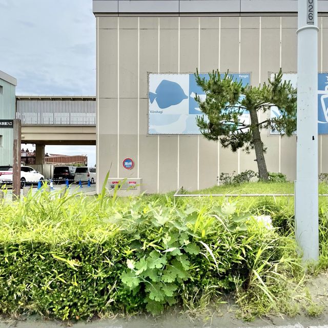 新江ノ島水族館の壁画アート