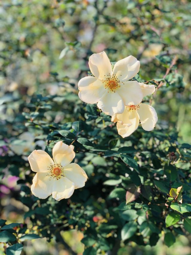 🌻🌼夢幻花園🌺🌸台北玫瑰園🌹🌷Taipei Rose Garden