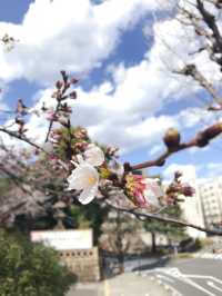 さくら満開と卒業式の時