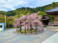 京都　KYOTO SAKURAめぐり❗️まさに、いとをかし清水寺の桜に大満足❗️