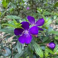 大角咀中式公園賞花｜漸變色橙黃花、烏龜、中式涼亭