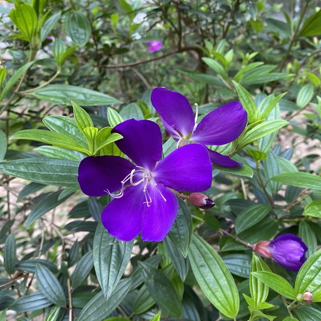 大角咀中式公園賞花｜漸變色橙黃花、烏龜、中式涼亭