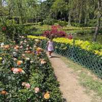 🌹1年四季都盛開的玫瑰園🌹