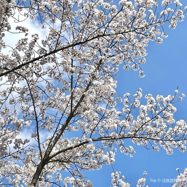 벚꽃으로 가득찬 용인 근린공원 🌸💗