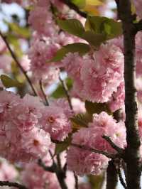 서울 겹벚꽃 명소, 보라매공원