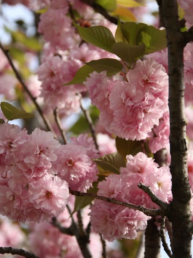 서울 겹벚꽃 명소, 보라매공원