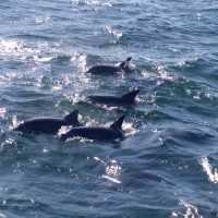 去日本近距離睇野生海豚🐬🐬🐬